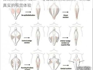 日韩阴部展示 com——专注日韩阴部展示，带来最真实的视觉体验