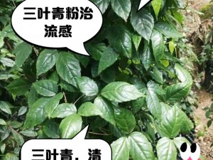 治疗流感的 gw4411 三叶草胶囊