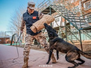 警犬张津瑜 6 分钟：高效训练，卓越能，的安全保驾护航