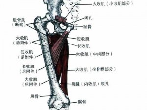 大腿中间一张嘴，轻松解决大问题