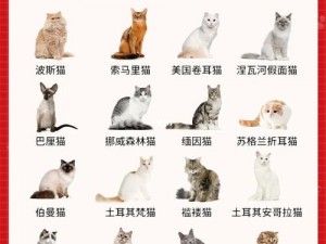 猫旅馆物语：探索额外收益的全面指南