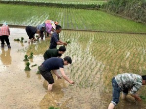 夫妻插秧法图片大全，助你轻松掌握高效插秧技巧