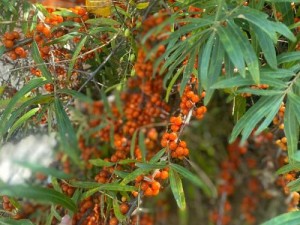 蚂蚁森林沙棘种植地点