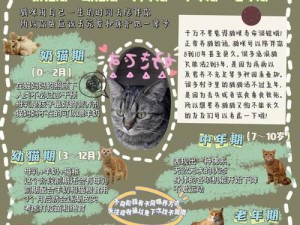 猫咪汤浴的入门智慧：猫咪优雅跃入猫猫房间的秘诀探寻