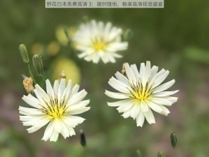 野花日本免费高清 3：随时随地，畅享高清视觉盛宴