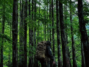 缺氧森林秘境：元素生物植物的共生与挑战