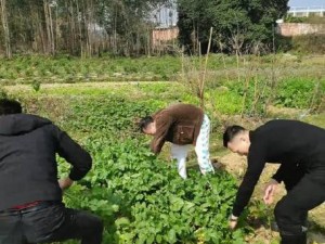 一小孩和妈妈拔萝卜，黄生孩子的快乐源泉，就在[产品名称]