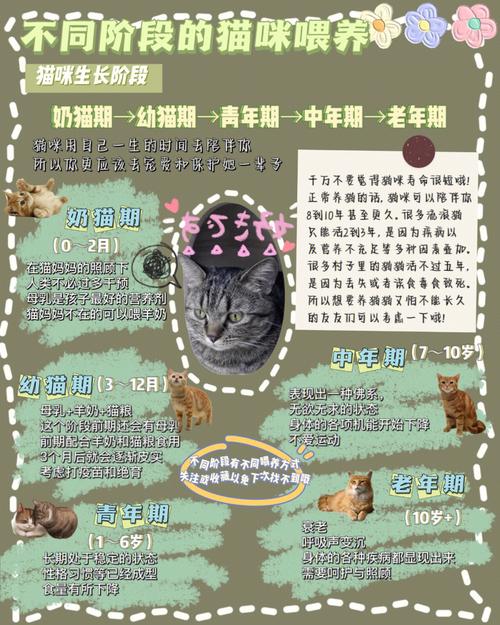 猫咪汤浴的入门智慧：猫咪优雅跃入猫猫房间的秘诀探寻