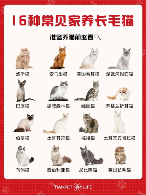 猫旅馆物语：探索额外收益的全面指南