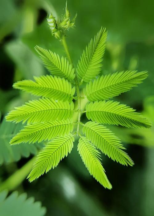 含羞草高清视频在线观看视频，提供各种类型的含羞草高清视频，让你在家就能欣赏到含羞草的美丽