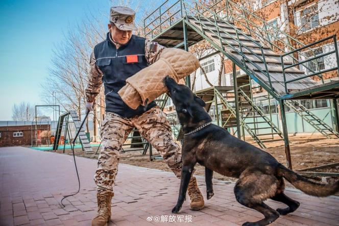 警犬张津瑜 6 分钟：高效训练，卓越能，的安全保驾护航