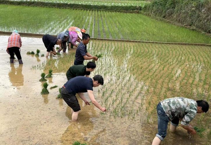 夫妻插秧法图片大全，助你轻松掌握高效插秧技巧