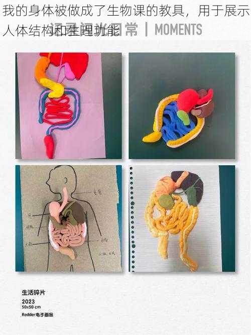 我的身体被做成了生物课的教具，用于展示人体结构和生理功能