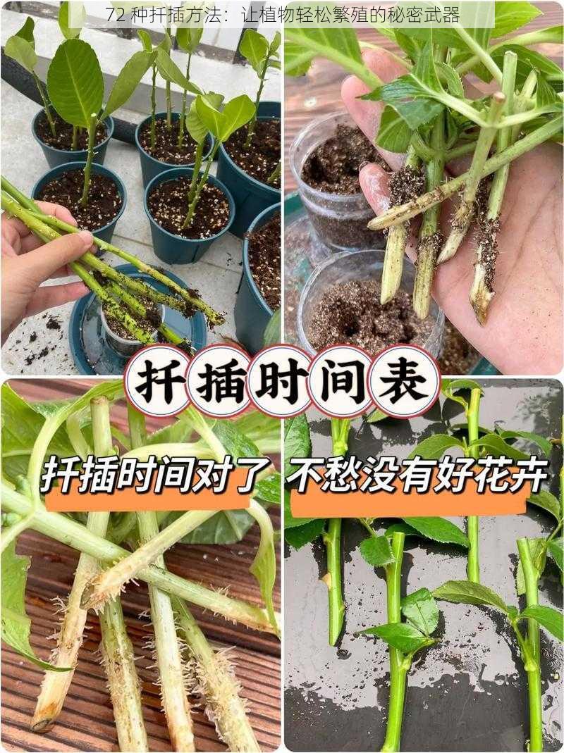 72 种扦插方法：让植物轻松繁殖的秘密武器