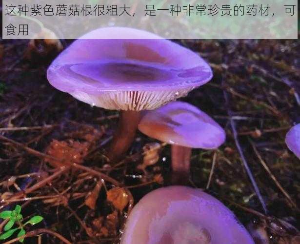 这种紫色蘑菇根很粗大，是一种非常珍贵的药材，可食用