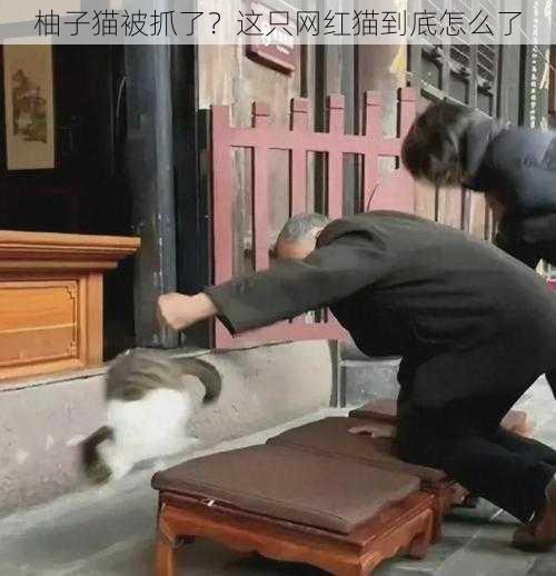 柚子猫被抓了？这只网红猫到底怎么了