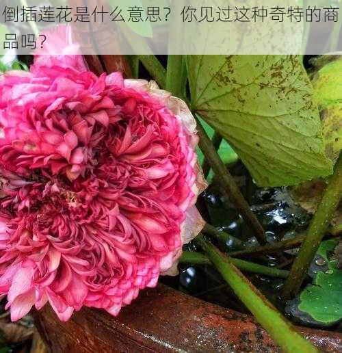 倒插莲花是什么意思？你见过这种奇特的商品吗？